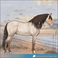 Horse Color:Amber Champagne Roan