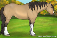 Horse Color:Buckskin Dun 
