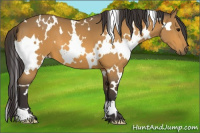 Horse Color:White Spotted Buckskin