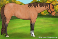 Horse Color:Buckskin Roan Appaloosa 