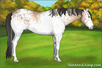 Horse Color:White Spotted Amber Champagne 