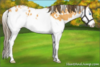 Horse Color:White Spotted Buckskin Splash Blanket