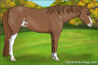 Horse Color:Chestnut Sabino 