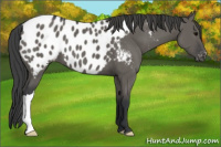 Horse Color:Grullo Near Leopard