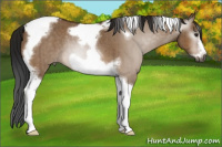 Horse Color:Gray Brown Dun Tobiano Frame Appaloosa Rabicano Brindle 