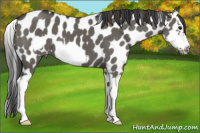Horse Color:Grullo Splash Frame Appaloosa
