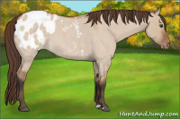 Horse Color:Bay Roan Dun Appaloosa