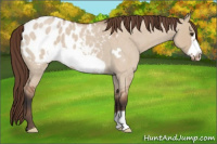 Horse Color:Bay Roan Dun Frame Appaloosa 