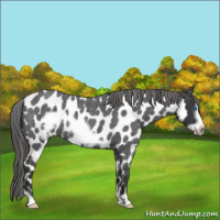 Horse Color:Blue Roan Frame Appaloosa 