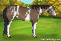 Horse Color:Gray White Spotted Brown Dun