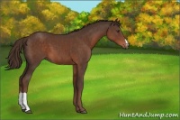 Horse Color:Liver Chestnut 