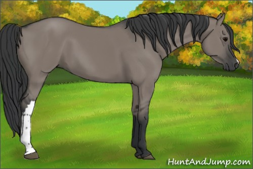 Horse Color:Grullo 