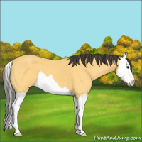 Horse Color:Buckskin Splash 