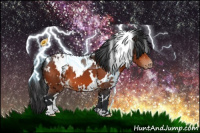 Horse Color:White Spotted Bay Appaloosa 