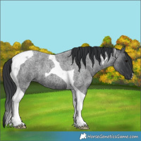 Horse Color:Blue Roan Tobiano 
