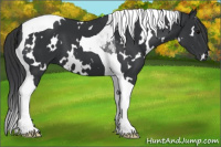 Horse Color:White Spotted Black Tobiano 