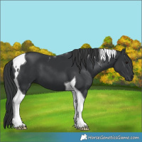 Horse Color:Black Tobiano 