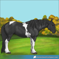 Horse Color:Black Tobiano 
