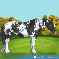 Horse Color:White Spotted Black Tobiano 
