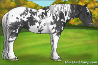 Horse Color:White Spotted Black Tobiano 