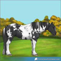 Horse Color:White Spotted Black Tobiano 