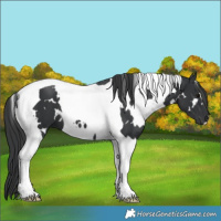 Horse Color:White Spotted Black Tobiano 