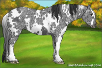 Horse Color:White Spotted Black Ice 