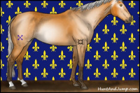 Horse Color:Gray Silver Buckskin 