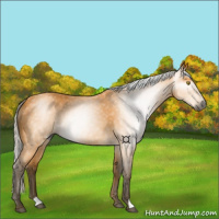 Horse Color:Gray Silver Buckskin