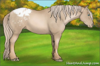 Horse Color:Chocolate Palomino Pearl Appaloosa