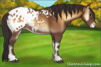 Horse Color:Buckskin Onyx Appaloosa 