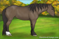 Horse Color:Smoky Black 