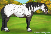 Horse Color:Brown Sabino Appaloosa 