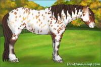 Horse Color:Buckskin Onyx Appaloosa 