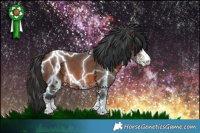 Horse Color:White Spotted Brown 