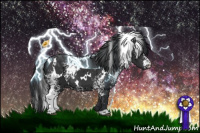 Horse Color:White Spotted Black 