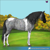 Horse Color:Midnight Blue Roan Tobiano 