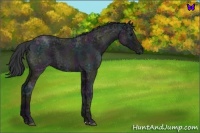 Horse Color:Midnight Blue Ice Roan Rabicano