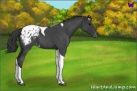 Horse Color:Blue Roan Tobiano Blanket 