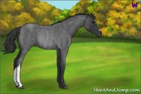 Horse Color:Blue Roan Rabicano 