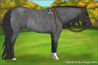 Horse Color:Blue Roan Rabicano 