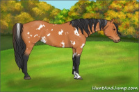 Horse Color:White Spotted Bay 
