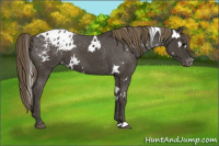 Horse Color:White Spotted Smoky Black Appaloosa 