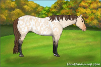 Horse Color:Bay Roan Dun Near Leopard