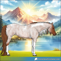 Horse Color:Red Roan Tobiano