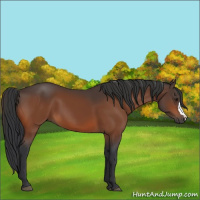 Horse Color:Brown 