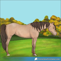 Horse Color:Amber Champagne 