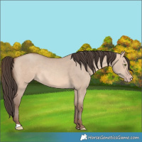 Horse Color:Amber Champagne Dun 