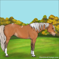 Horse Color:Silver Bay Tobiano 