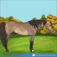 Horse Color:Buckskin Dun 